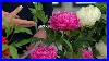 4-Peony-Bush-In-Pot-By-Valerie-On-Qvc-01-zp
