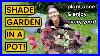 Best-Shade-Plants-For-Container-Gardens-That-Come-Back-Every-Year-Hosta-Fern-Heuchera-Plant-Care-01-vgc