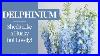 Delphinium-101-Sheds-Like-A-Husky-But-Lovely-01-ruln