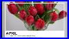 How-To-Make-A-Simple-Vase-Arrangement-With-Red-Tulips-Wholesale-Flowers-Direct-01-xldp