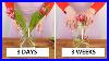 My-Tulips-Stay-Fresh-In-A-Vase-For-Weeks-Best-Of-Florist-Tips-01-gj