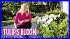 Spring-Tulips-In-Full-Bloom-My-Top-Varieties-Tips-For-Success-And-What-To-Do-After-Flowering-01-ksw
