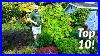 Top-10-Plants-In-The-Spring-Garden-01-nuo
