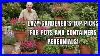 Top-Lazy-Gardener-S-Dream-15-Perennials-Perfect-For-Containers-Pot-Hack-01-zp