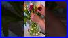 Tulip-Tips-Flowerhacks-Tipsandtricks-Easyhack-01-xrn