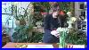 Westmount-Florist-How-To-Cut-Tulips-01-udul